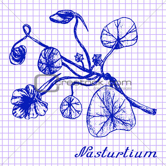 Nasturtium. Botanical drawing on exercise book background