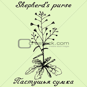 Shepherd's purse hand drawn sketch botanical illustration