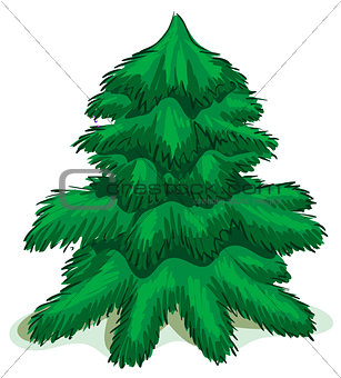 Green Christmas fir tree