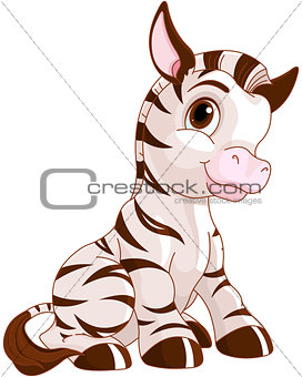 Cute Zebra 