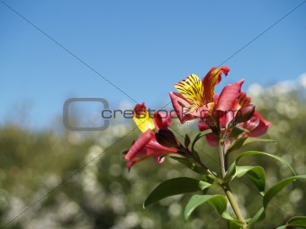 Inca Lily