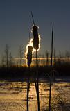 Cat tails in the snow at sunset