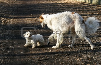 Two dogs in a parc 