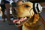 dog in headphones
