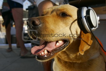 dog in headphones