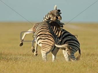 Fighting Zebras 