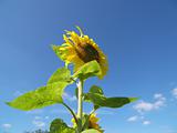 sunflower and the sky  