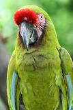 Green Macaw