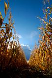 Corn in Cornfield