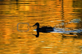 Duck on Golden Pond