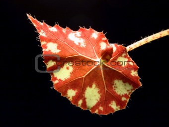 Leaf of begonia
