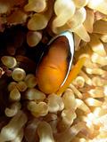 Anemone fish (Nemo)