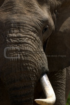 Elephant Bull in Musth