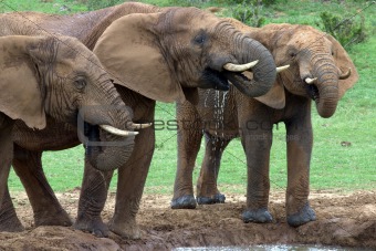 3 Young elephant bulls