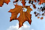 Autumn, ragged maple leaf