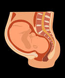 Baby fetus