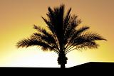 Palm Tree Silhouette During Sunset