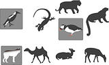 Animal illustrations