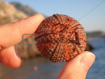 Round sea shell