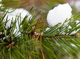 Pine-tree under snow