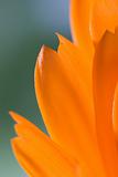 Petals of orange flower(Calendula) macro