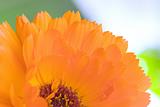 Orange flower(Calendula) macro