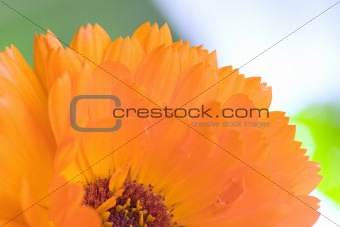 Orange flower(Calendula) macro