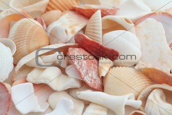 shells pattern