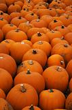 Assorted Pumpkins