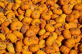 small assorted pumpkins