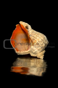 empty sea shell