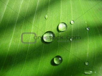 drops on green