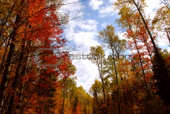 Fall forest
