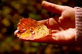 Hand fall leaf
