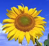 Sunflower macro