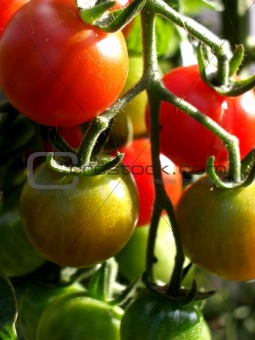 Tomatoes 15