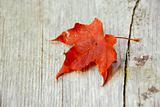 Maple leaf fall