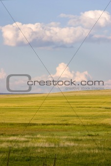 Field in the Country