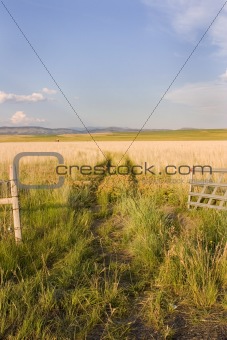 Open Gate to a Field with Clear Skies and a Small Shed