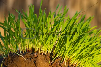 New Green Grass growing