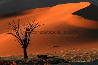 Tree and dune