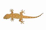 small gecko lizard