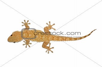 small gecko lizard