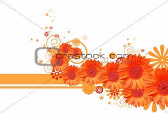 Gerber+daisies+flowers