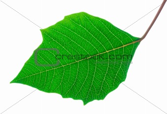Detailed veins green leaf - isolated