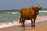 sunbathing cow