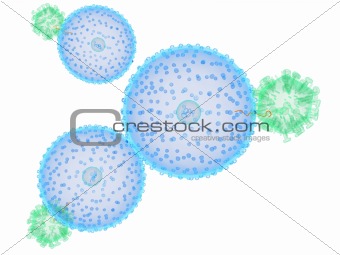 virus infection a cell