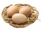 eggs in nest clipping path 