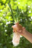 cultivating onion