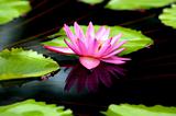 Blossoming Water Lilly